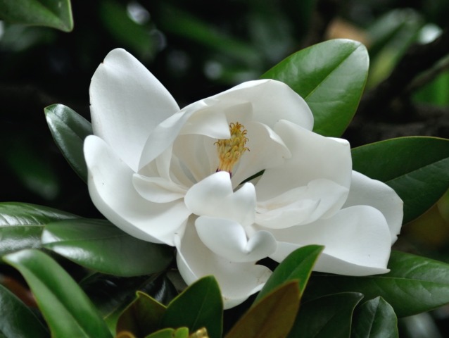 Magnolia persistant, Magnolia grandiflora : culture et entretien
