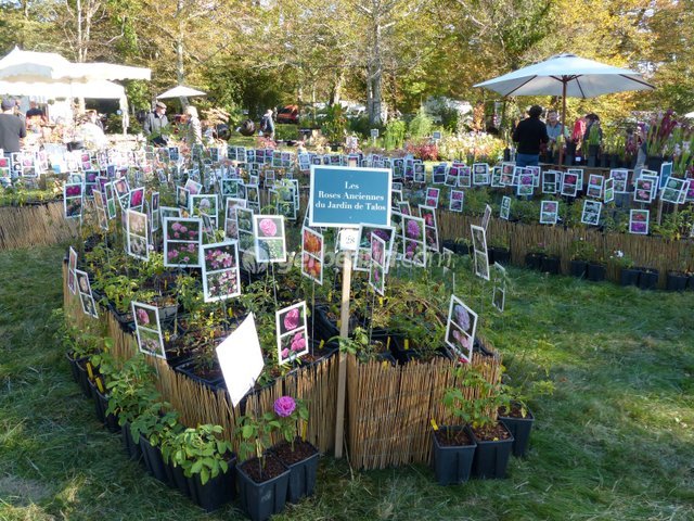 Stand des roses anciennes du Jardin de Talos