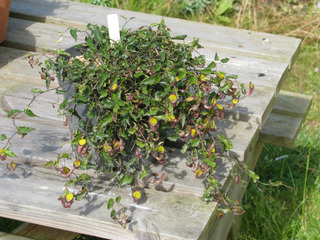 aristolochia sempervirens