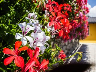 Grande jardinière pour terrasse