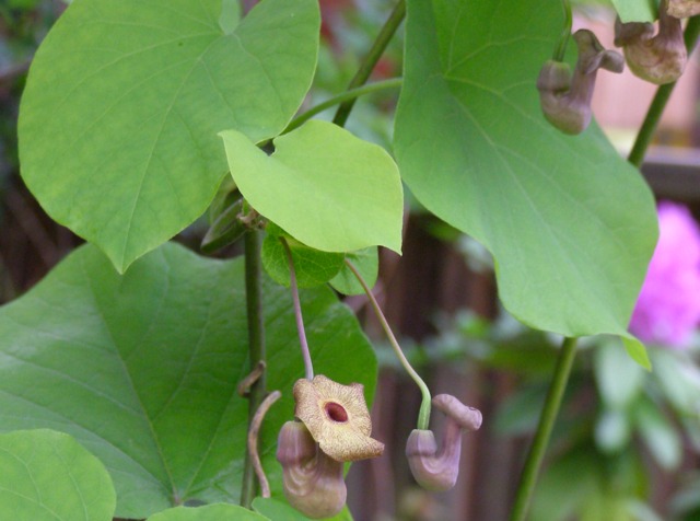 Aristolochia macrophylla, fleurs