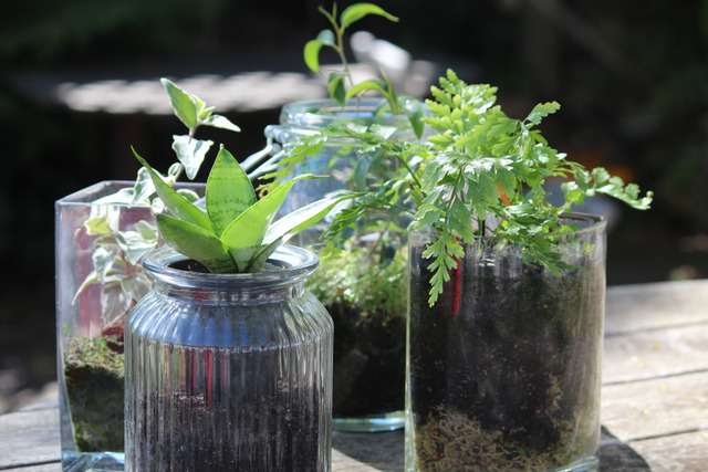 Terrariums miniatures