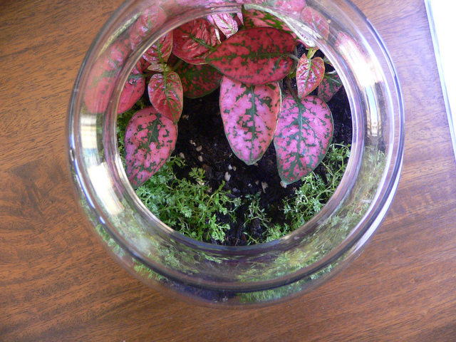 Terrarium coloré