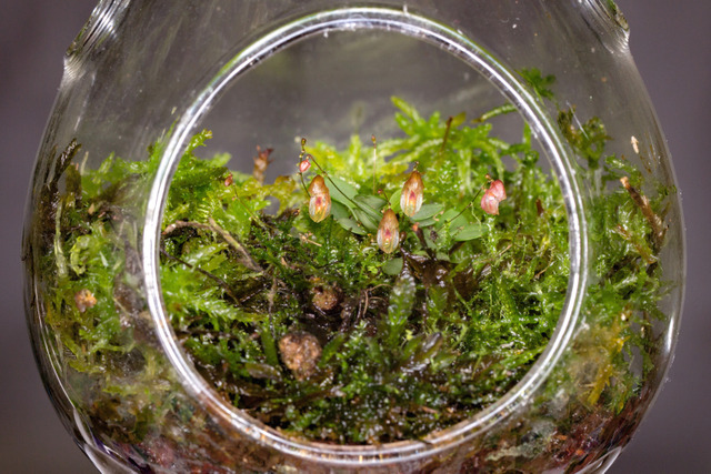 Acostea costaricensis en terrarium