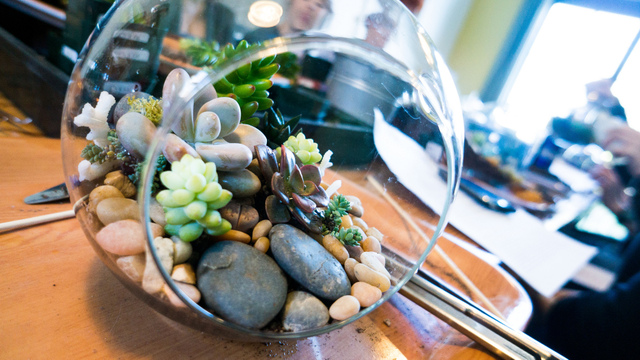 Plantes succulentes en terrarium sec