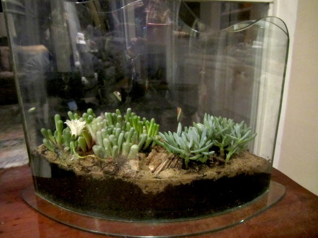 Terrarium sec