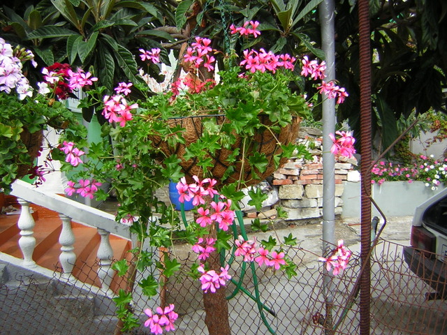 Geranium lierre en suspension