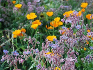 Borage and California poppies