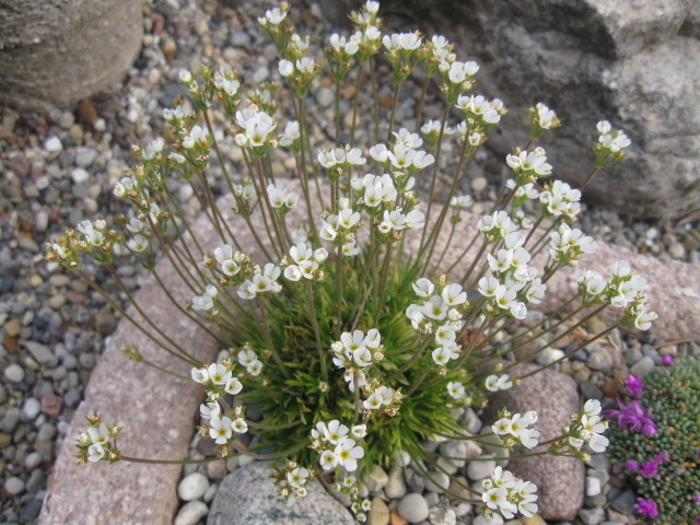 Plantes alpines pour mini rocaille - La terre est un jardin