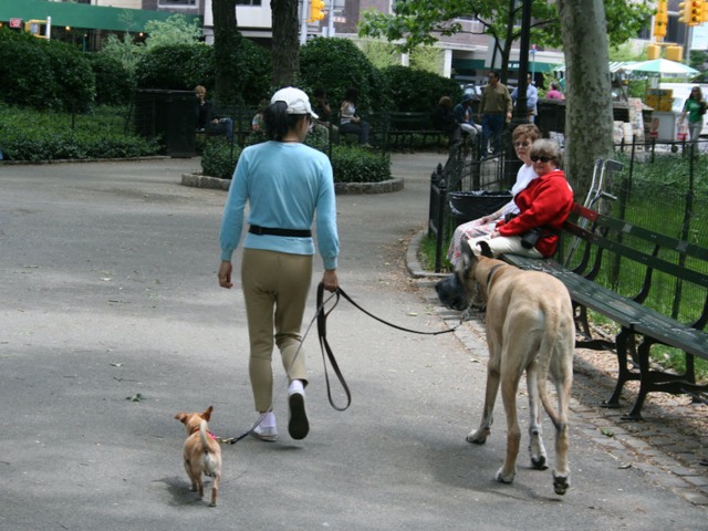 Quelle Race De Chien Dans Un Appartement En Ville