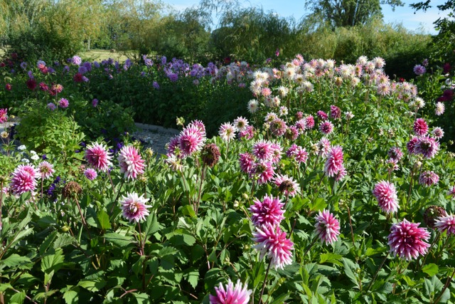 Rivière de dahlias - Chaumont sur Loire