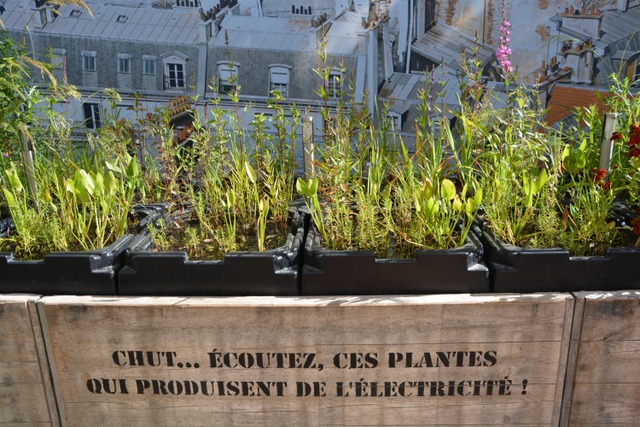 Plantes sur les toits - Chaumont sur Loire
