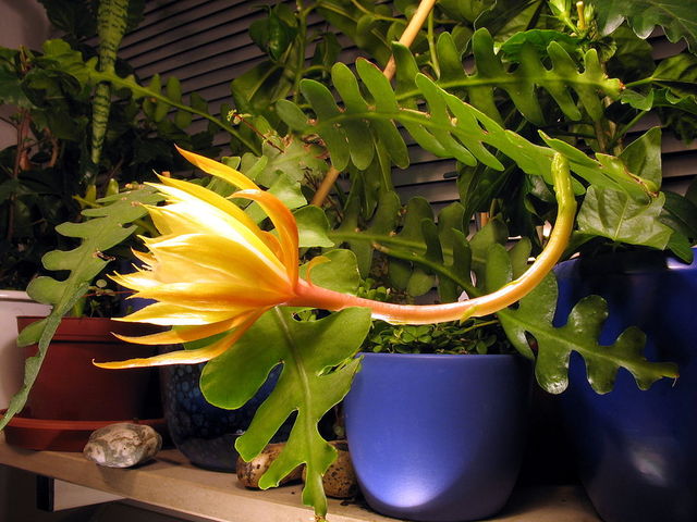 Epiphyllum Feuille Cactus epicactus "TAHITIAN Hula" Jeunes plantes 