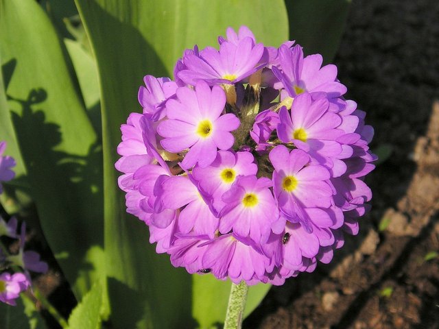 Primula denticulata