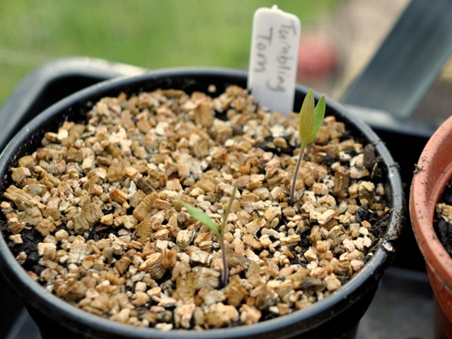 PLANT!T Vermiculite 2-5mm substrat pour la culture de plantes 10 L - g