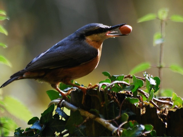 Pourquoi est-il important de nourrir les oiseaux sauvages durant