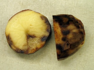 Phytophthora infestans sur pomme de terre
