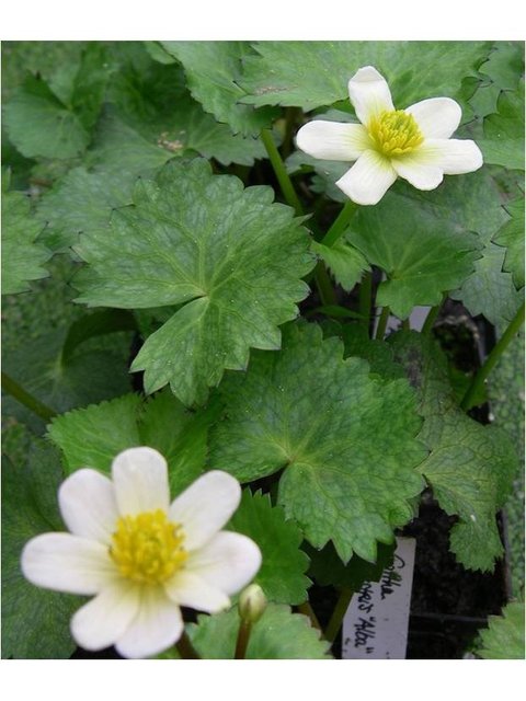 Caltha palustris alba