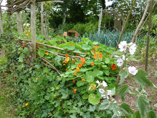 Capucines et mauves dans un potager