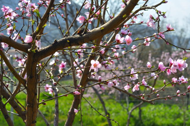 Abricotier en fleurs