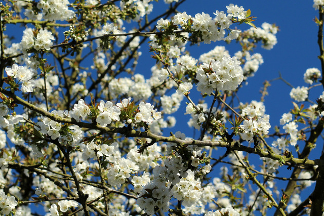 Fleurs de cerisier