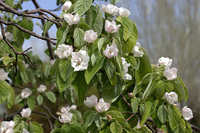 Fleurs de cognassier