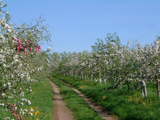 Chemin à travers les pommiers en fleurs