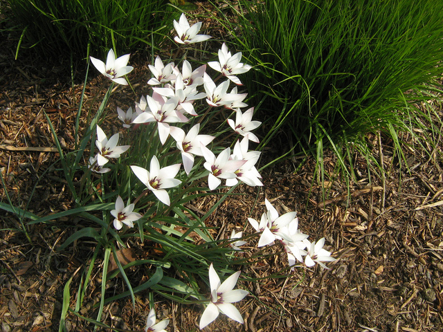 5 Bulbes Glaïeul D'Abyssinie (fleur De Paon) - Fleurs Blanches à Cœur Pourpre, Parfumées, été/automne
