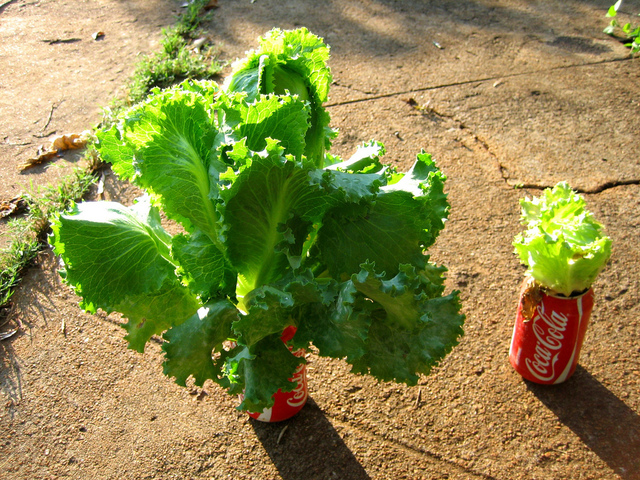 Salade cultivée avec urine diluée (gauche)