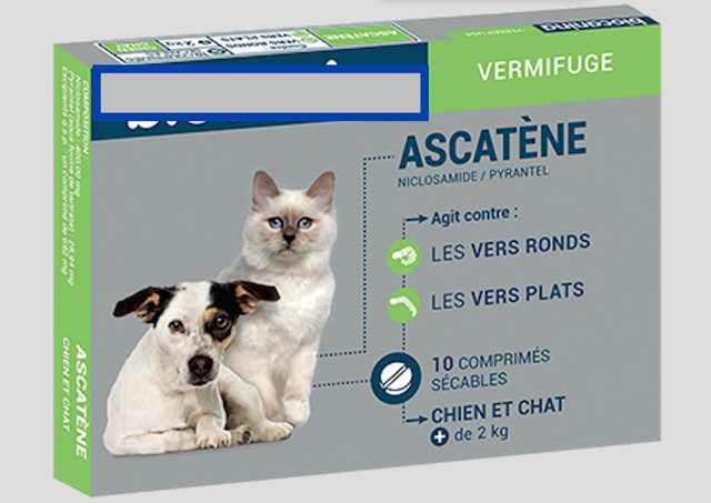 Vermifuge pour chat - Comment vermifuger son chat ? - Doctissimo