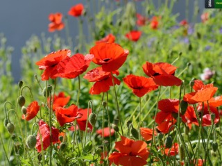 Coquelicots