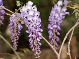 fleurs de glycine