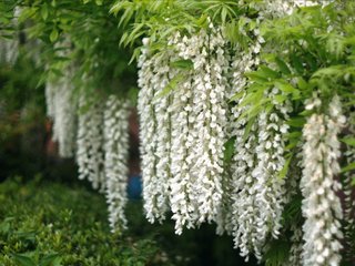 glycine blanche