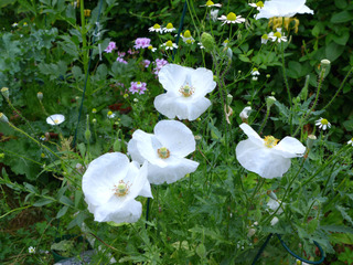 Papaver rhoeas 'Bridal Silk'