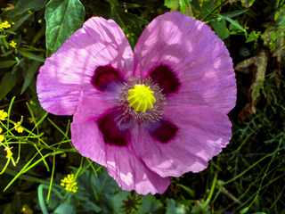 Papaver rhoeas - variété rose