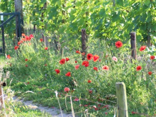 Papaver rhoeas