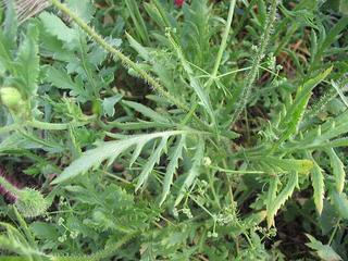 Coquelicot : feuillage