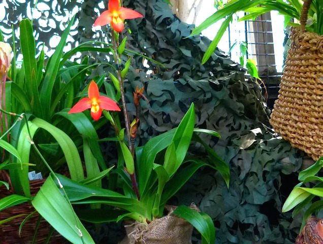 Phragmipedium besseae