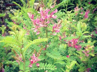 Indigofera heterantha