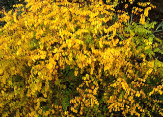 Indigofera kirilowii en automne