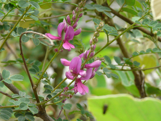 Indigotier, Indigofera heterantha