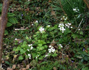 Pachyphragma et pervenche