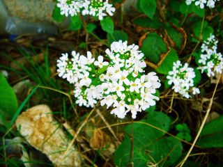 Pachyphragma macrophyllum - fleurs
