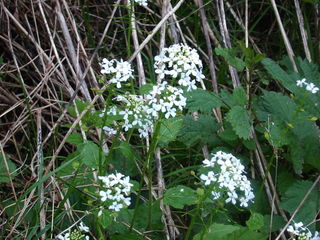 Pachyphragma macrophyllum