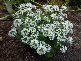 Pachyphragma