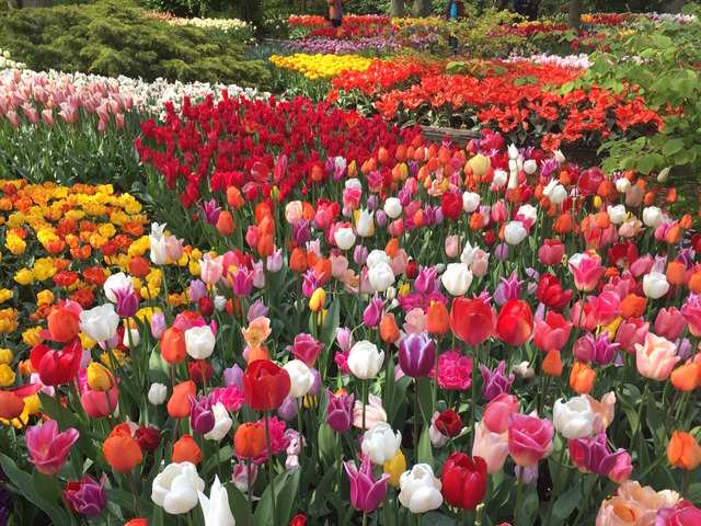 Au royaume des tulipes