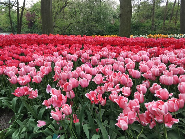 Dégradé de tulipes