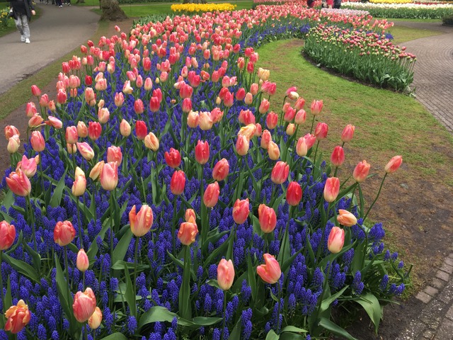 Tulipes bicolores et muscaris