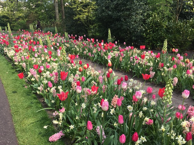 Composition de bulbes de printemps