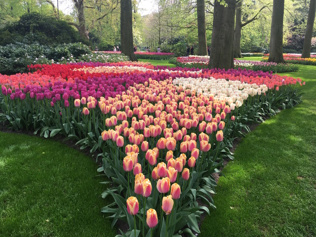 Massif de tulipes 